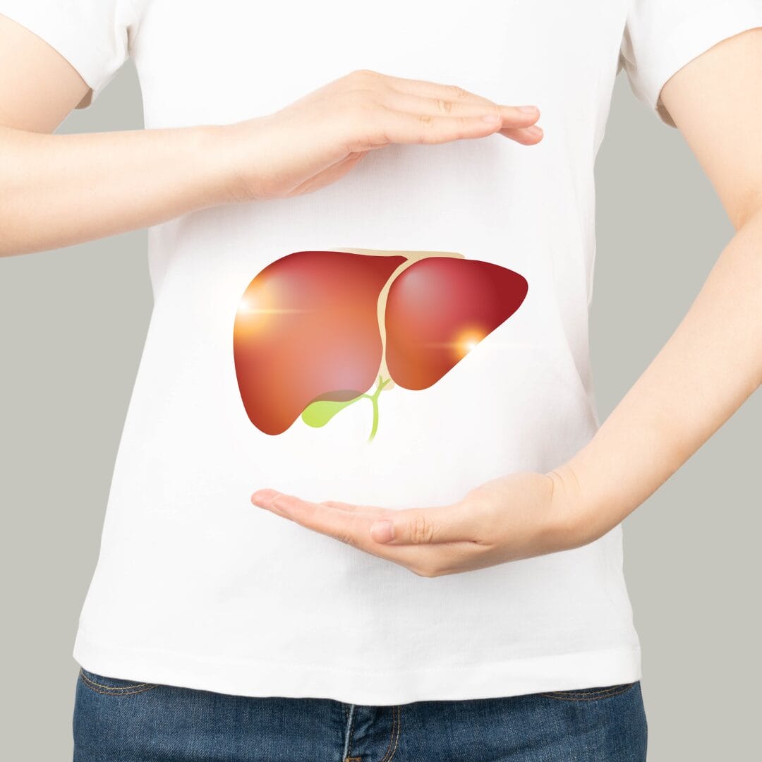 Healthy human liver and gallbladder anatomy between two palms.